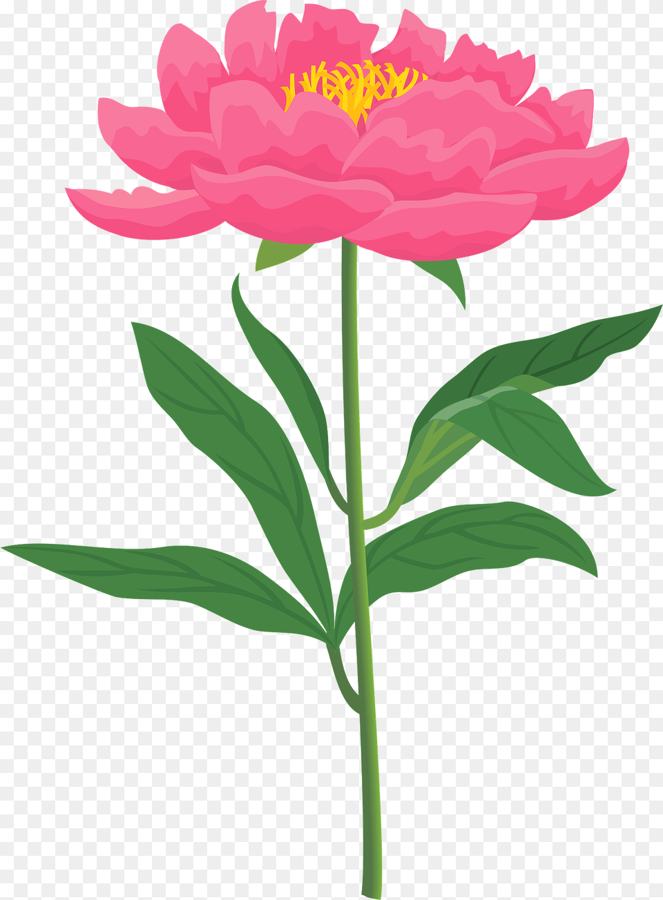 Chinese Peony Flower Clipart, Plant Png Image