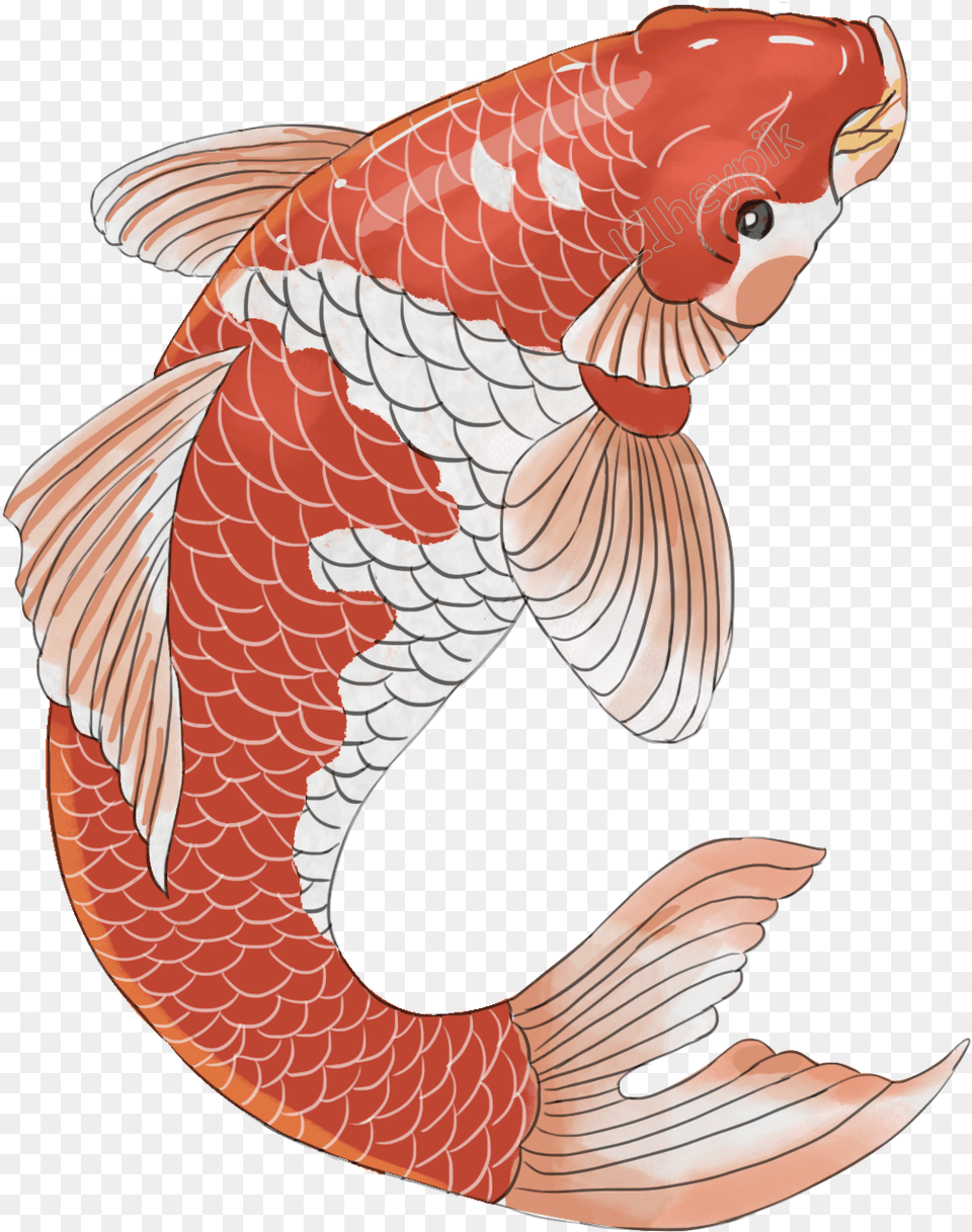 Chinese Style Koi Design Image Chinese Koi Fish, Animal, Sea Life, Carp, Shark Free Png