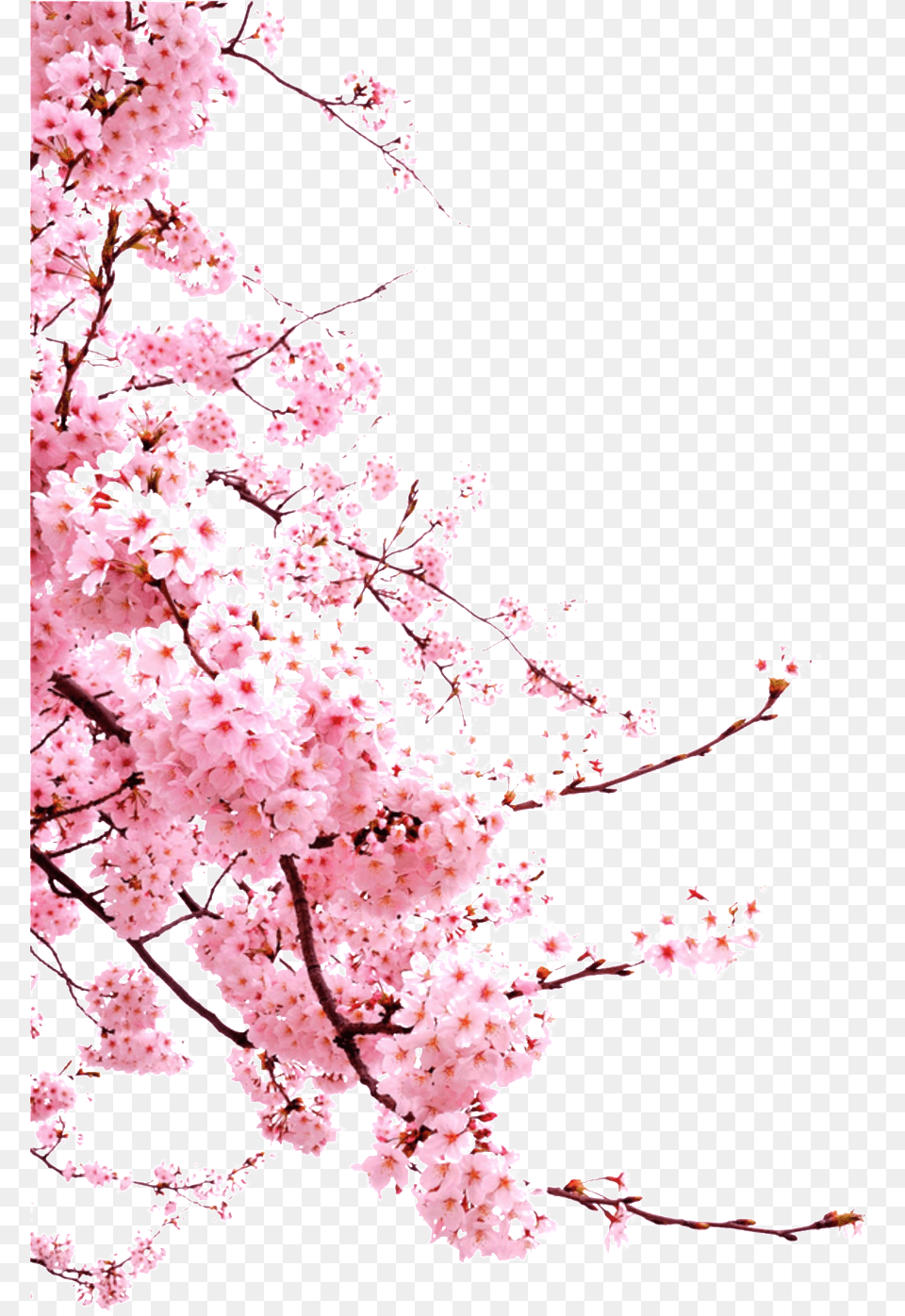 Chinese Style Painted Pink Flower Japan Cherry Blossom, Cherry Blossom, Plant Free Png