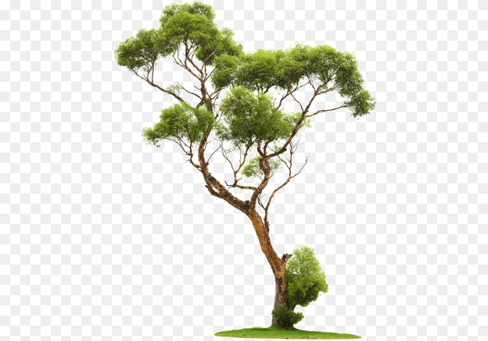 Chinese Tree, Oak, Plant, Potted Plant, Sycamore Png Image