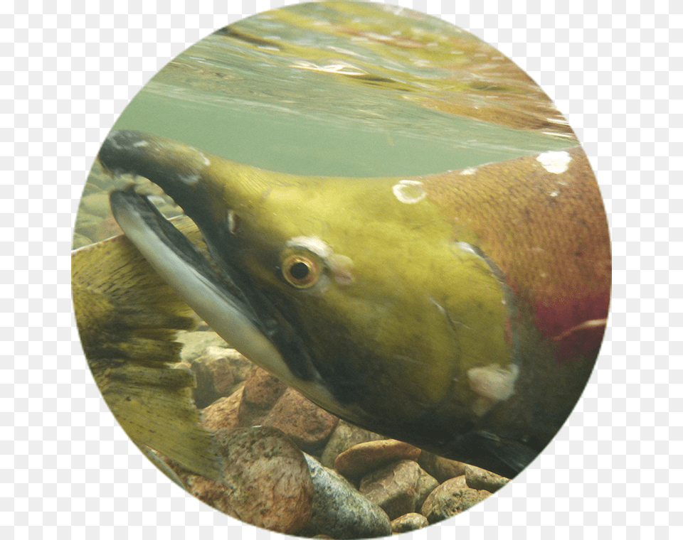 Chinook Salmon Eel, Animal, Fish, Sea Life, Coho Png