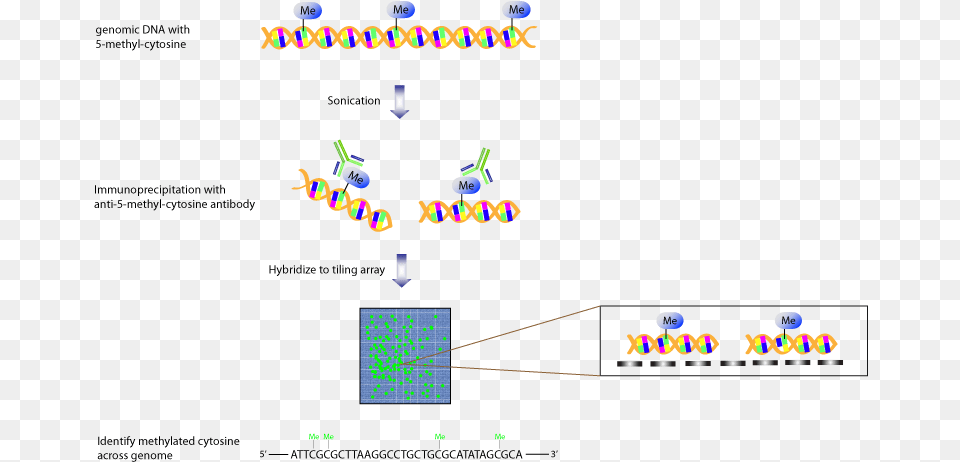 Chip Fig 4 Tiling Array Png Image