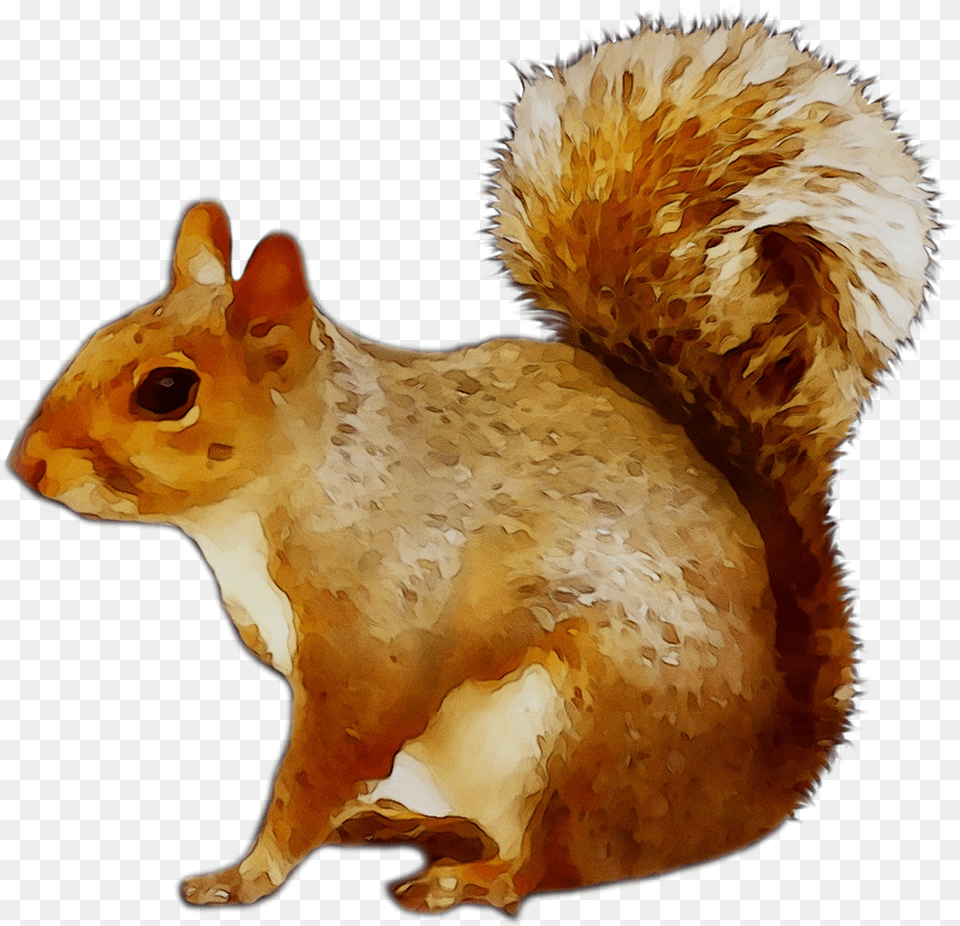 Chipmunk Cat Squirrel Newspaper Red Squirrel Clip Art, Animal, Rodent, Mammal, Chicken Free Png Download