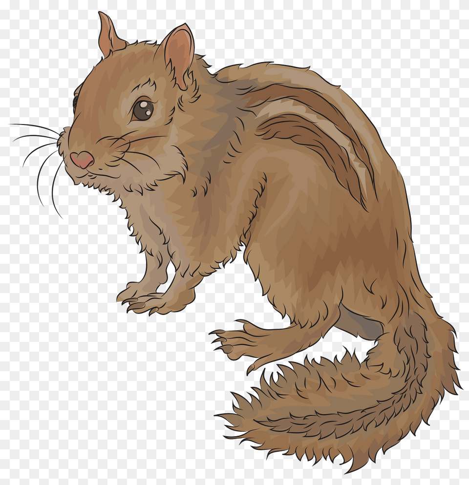Chipmunk Clipart, Animal, Mammal, Rodent, Squirrel Png Image