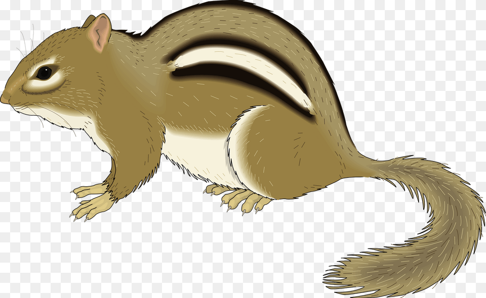 Chipmunk Clipart, Animal, Mammal, Rodent, Squirrel Png