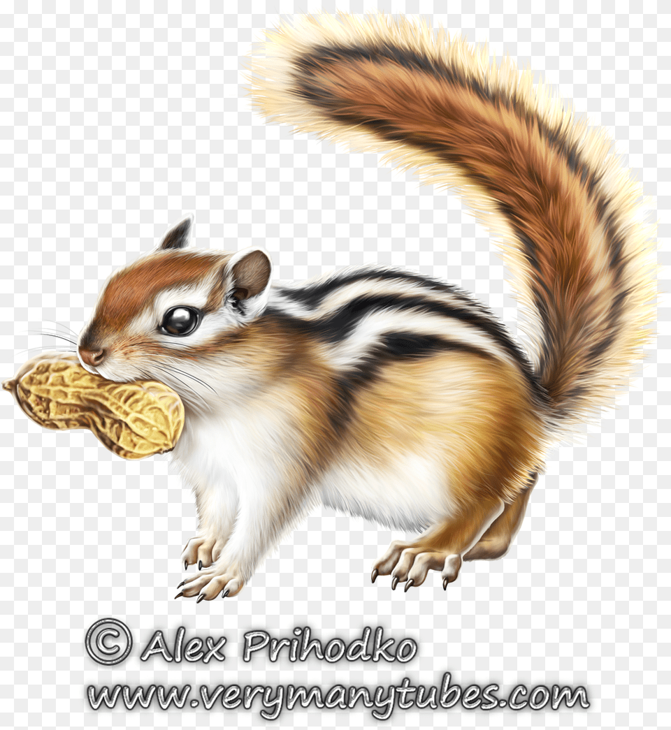 Chipmunk Clipart Animal Eating Fox Squirrel, Mammal, Rat, Rodent, Food Free Transparent Png