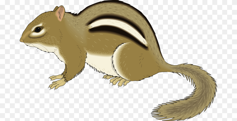 Chipmunk Clipart Grey Squirrel, Animal, Mammal, Rodent, Rat Png Image