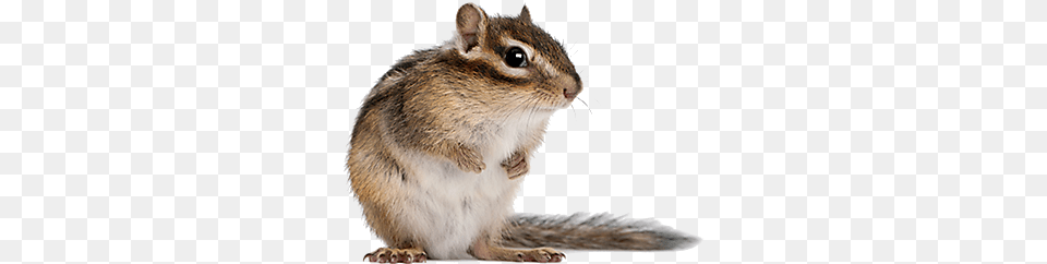 Chipmunk Pest Control Satisfaction Guaranteed Enviropest Ny Chipmunk, Animal, Mammal, Rat, Rodent Png