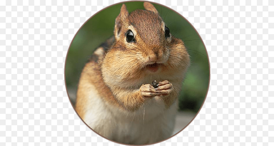 Chipmunk Sounds U2013 Apps Animal Preparing For Winter, Photography, Mammal, Rat, Rodent Free Transparent Png