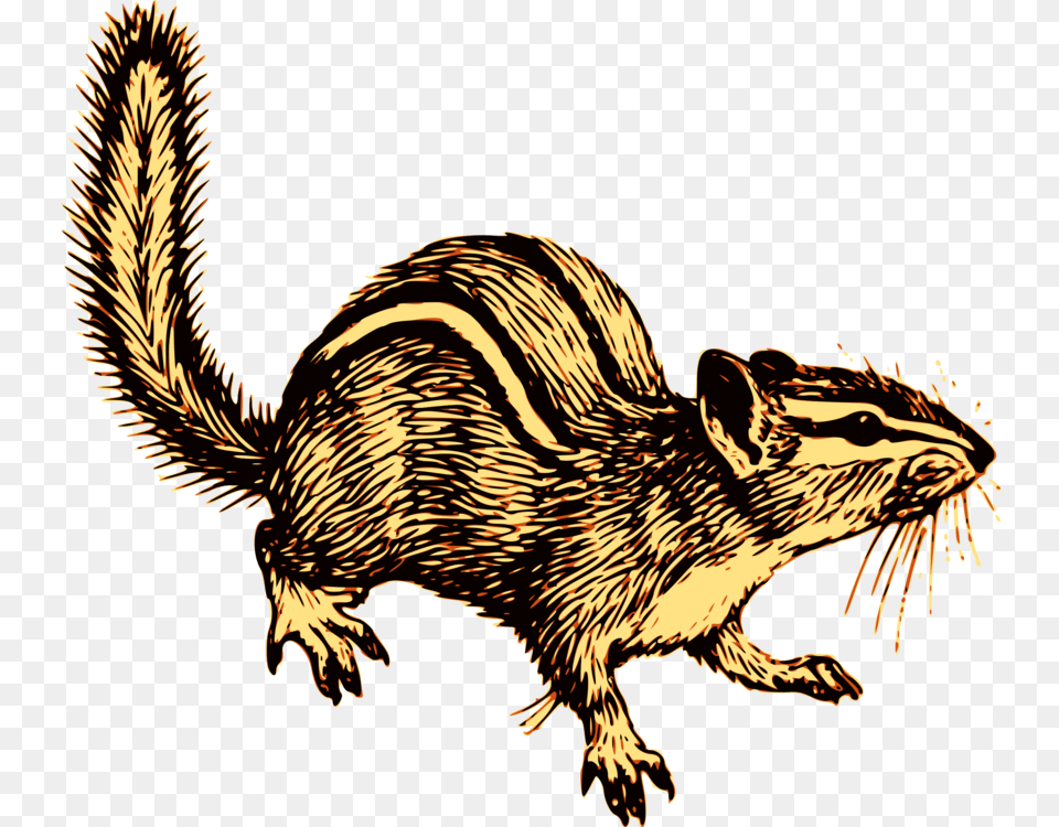 Chipmunk Squirrel Download Resolution, Animal, Mammal, Rodent, Bird Png