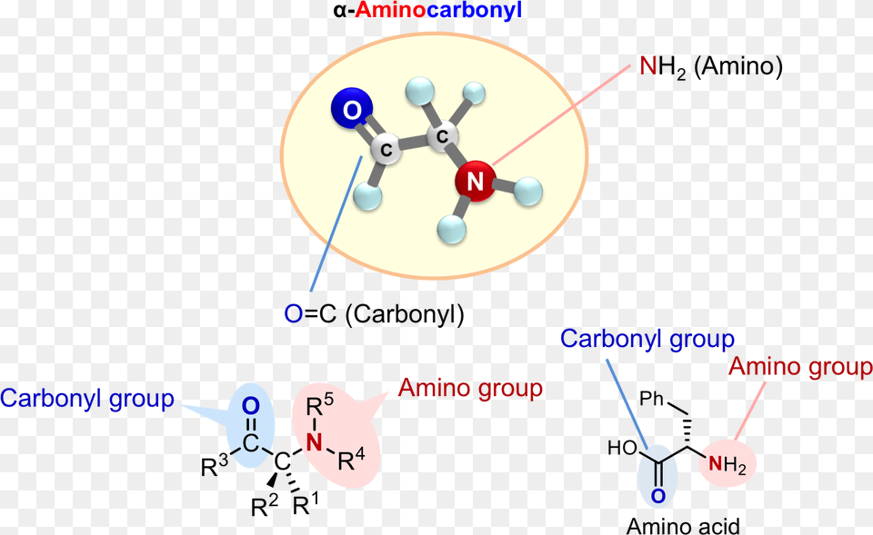 Chiral Aminocarbonyls Are Present In A Range Of Biologically Asymmetric Reaction Png Image