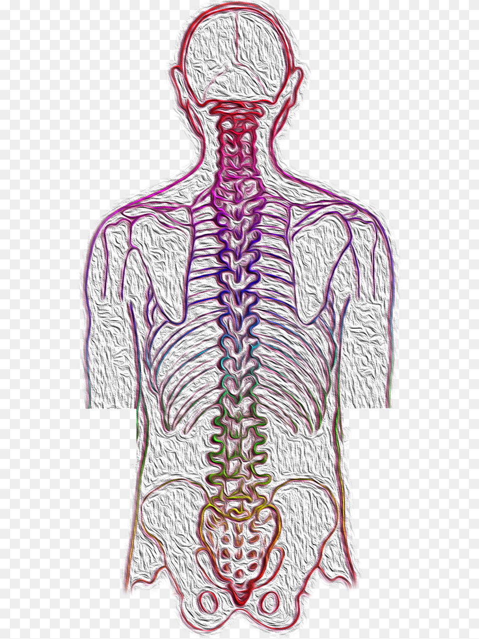 Chiropractic Bone, Person, Body Part, Torso Free Png