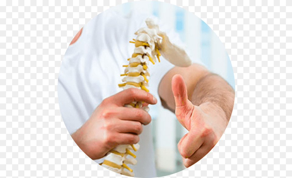 Chiropractic Spine Physical Therapy, Banana, Body Part, Finger, Food Free Png