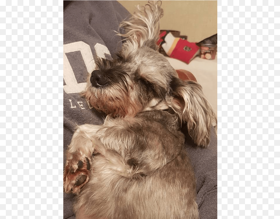 Chispita Is A Very Sweet And Loving Little Girl Miniature Schnauzer, Animal, Canine, Mammal, Dog Free Transparent Png