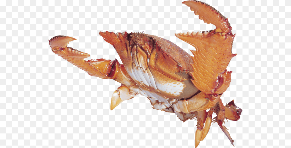 Chitin Crab, Food, Seafood, Animal, Invertebrate Png