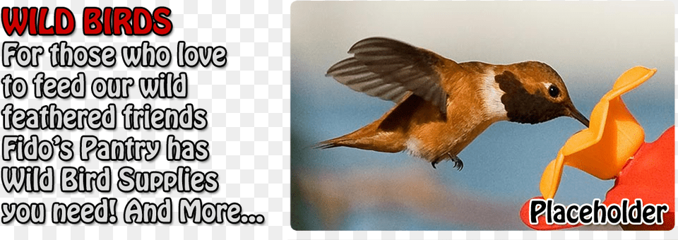 Chivas, Animal, Bird, Beak, Hummingbird Free Png Download