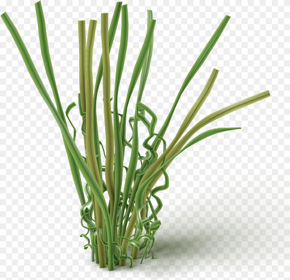 Chives, Plant, Grass, Food, Produce Png