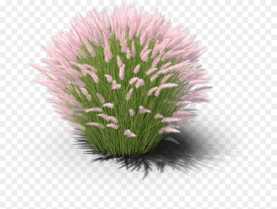 Chives Muhly Grass White Background, Plant, Reed, Flower, Vegetation Free Transparent Png