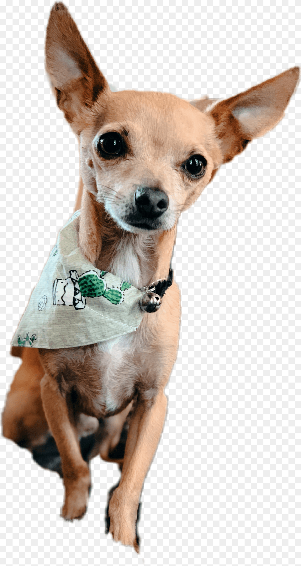 Chiweenie Chihuahua Dog Doggo Cactus Cute Aesthetic, Animal, Canine, Mammal, Pet Png Image