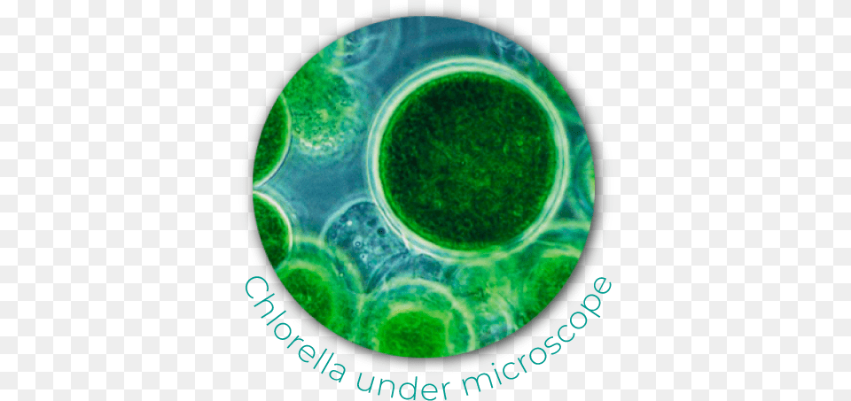 Chlorella Blue Green Algae, Plant, Sphere, Accessories, Disk Free Png Download