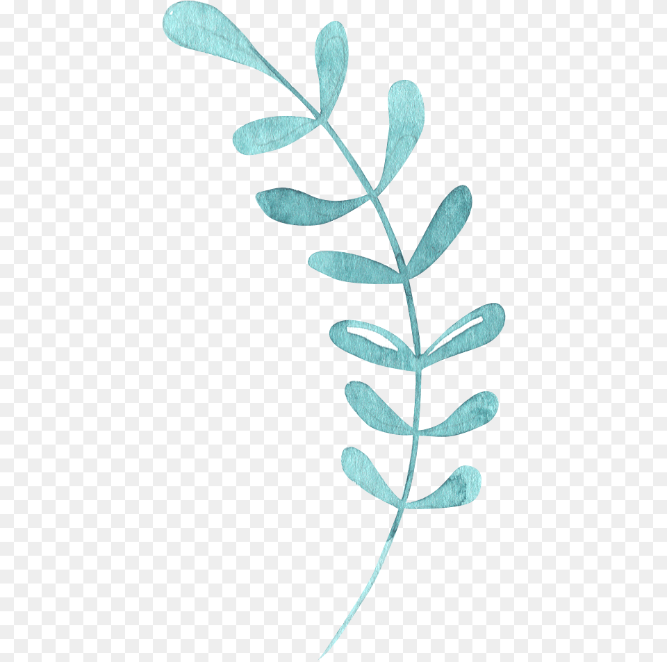 Chlorophyta, Plant, Leaf, Pattern, Graphics Free Transparent Png