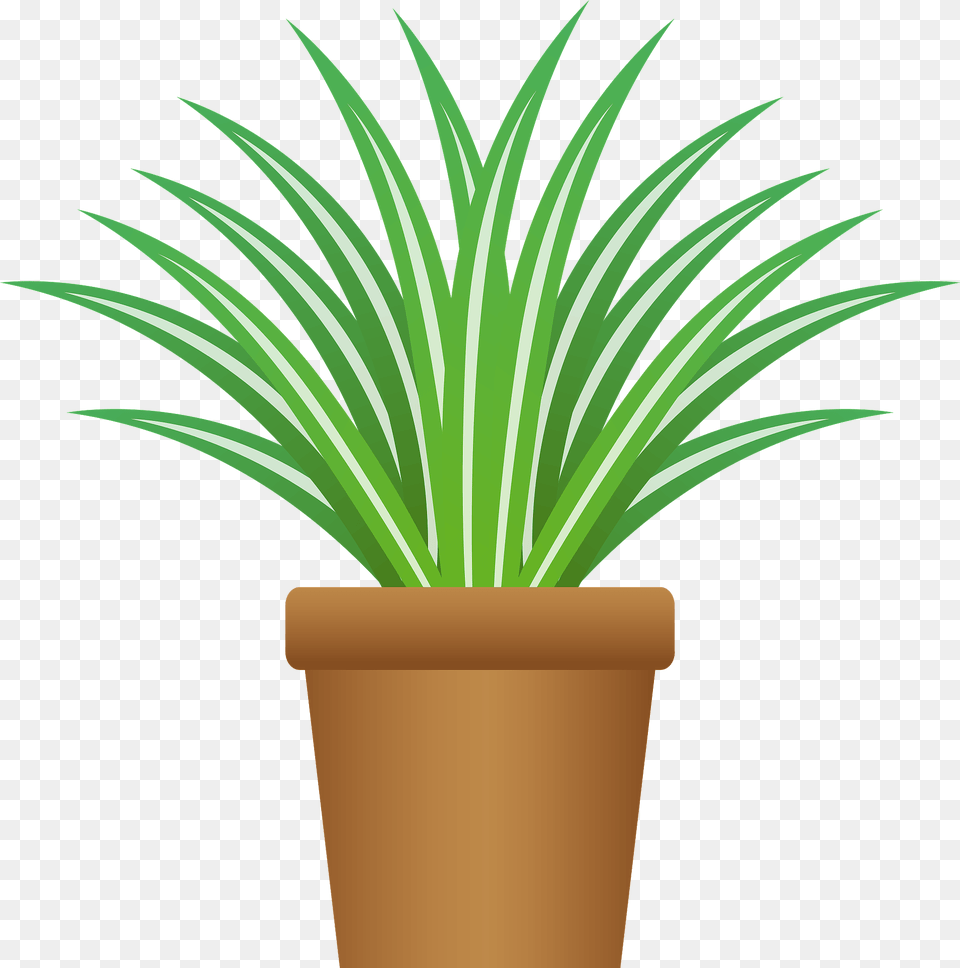 Chlorophytum Comosum Spider Plant Clipart, Potted Plant, Grass, Cup, Disposable Cup Free Transparent Png
