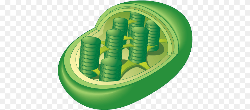 Chloroplast Are Only Found In Plant Cells And Eukaryotic Chloroplast Cartoon, Green Png