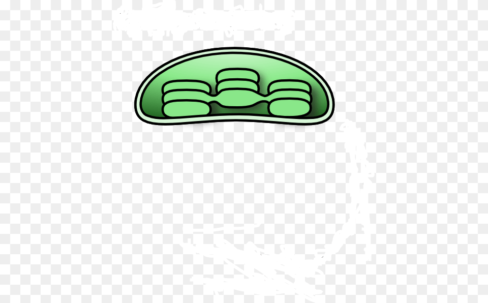 Chloroplast Clip Art, Green Free Png Download