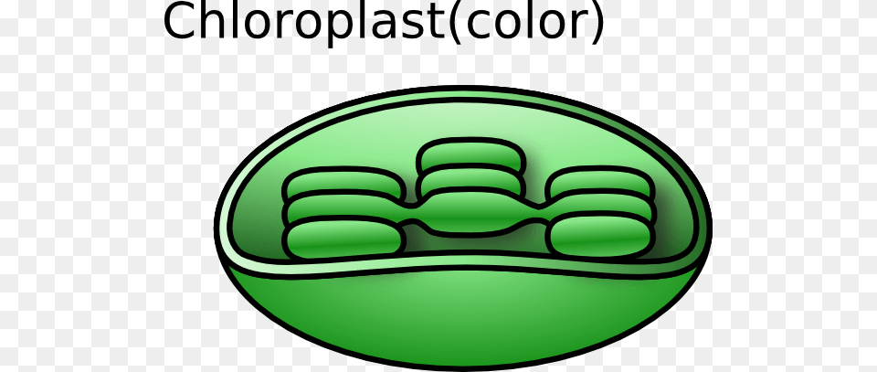 Chloroplast Cliparts, Green, Disk Png Image