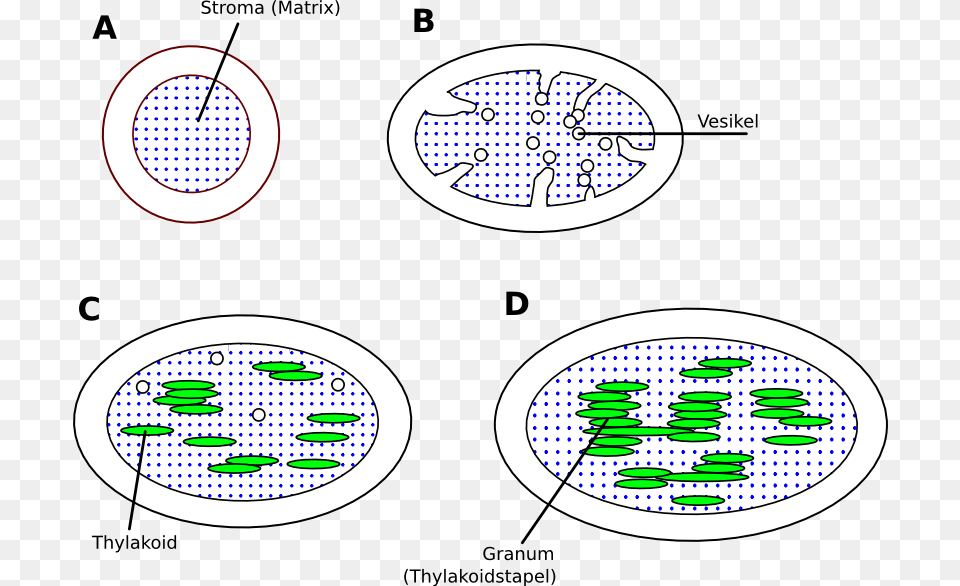 Chloroplast De Circle Free Transparent Png