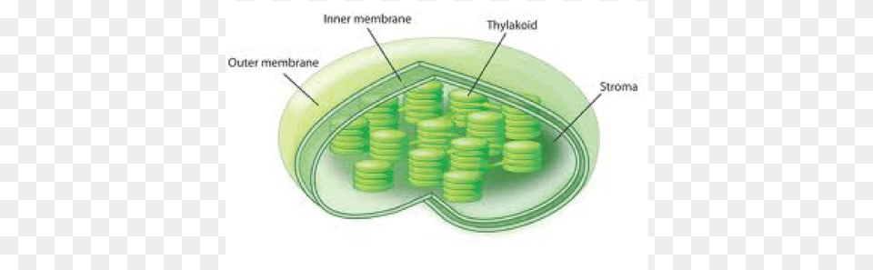 Chloroplasts Are Organelles Found In Plant Cells And Chloroplast Structure Free Png Download