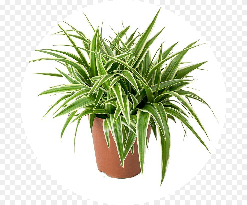 Chloropythum Comosum Air Purifier Plants India, Plant, Potted Plant Png