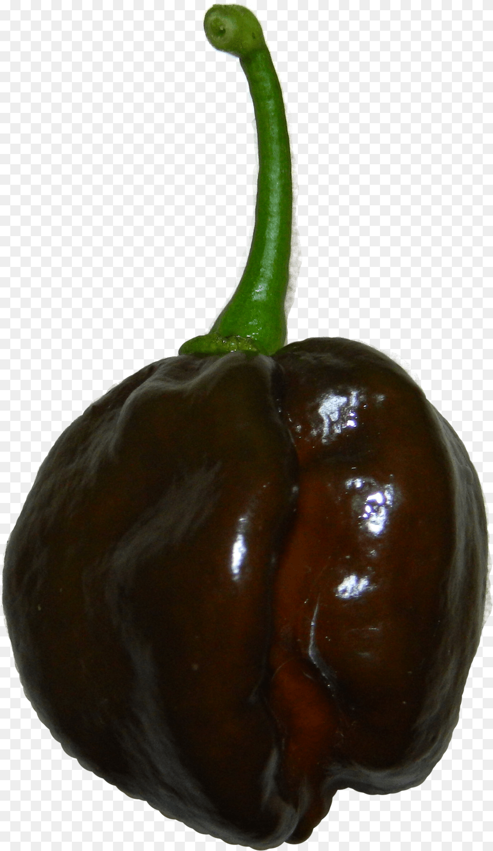 Chocolate Habanero Chocolate Habanero, Bell Pepper, Food, Pepper, Plant Free Png Download