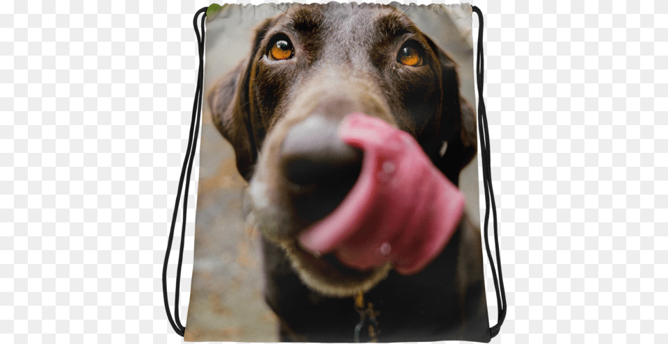 Chocolate Lab Drawstring Bag Dog, Animal, Canine, Pet, Mammal Free Png Download