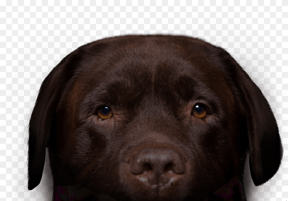 Chocolate Lab Labrador Retriever, Animal, Canine, Dog, Labrador Retriever Png