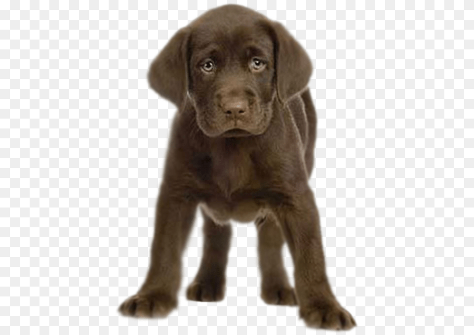 Chocolate Lab Transparent Background, Animal, Canine, Dog, Labrador Retriever Png Image