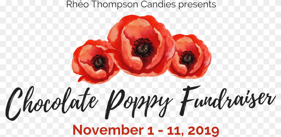 Chocolate Poppy Fundraiser, Flower, Plant, Rose, Anemone Free Png