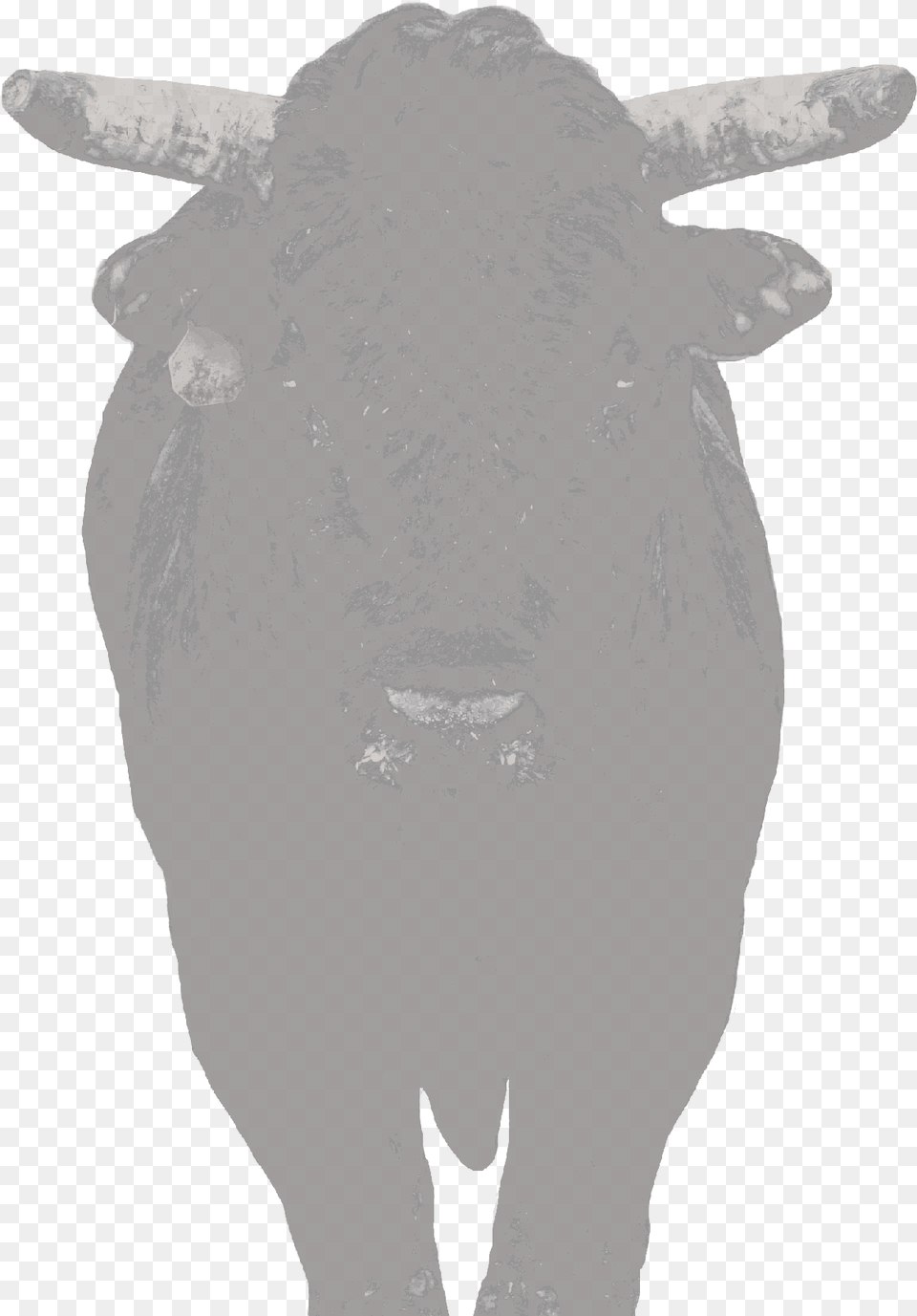 Chocolate Thunder Bull, Animal, Mammal, Baby, Person Free Transparent Png