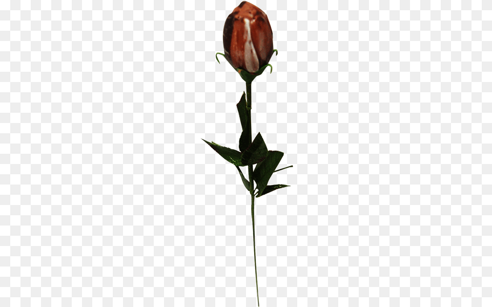 Chocolate Valentines Rose Garden Roses, Bud, Flower, Plant, Sprout Png