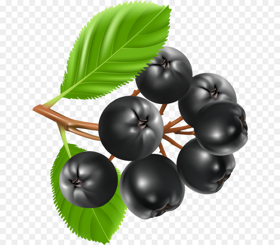 Chokeberry Clipart, Berry, Blueberry, Food, Fruit Free Transparent Png