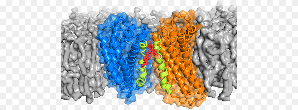 Cholesterol May Help Proteins Pair Up To Transmit Signals Zellen Protein, Birthday Cake, Cake, Cream, Dessert Png