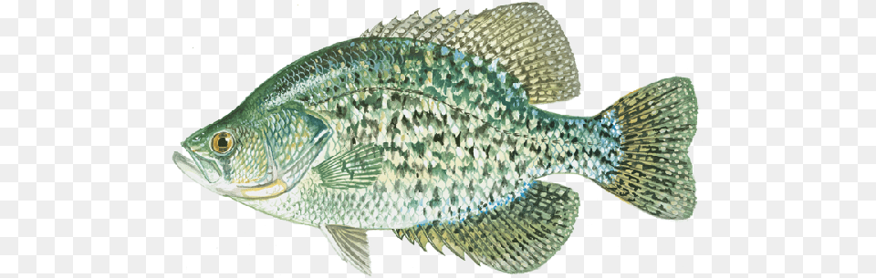 Choose From Four Of Ray Roberts Best Fish Black Crappie, Animal, Sea Life, Perch Free Transparent Png