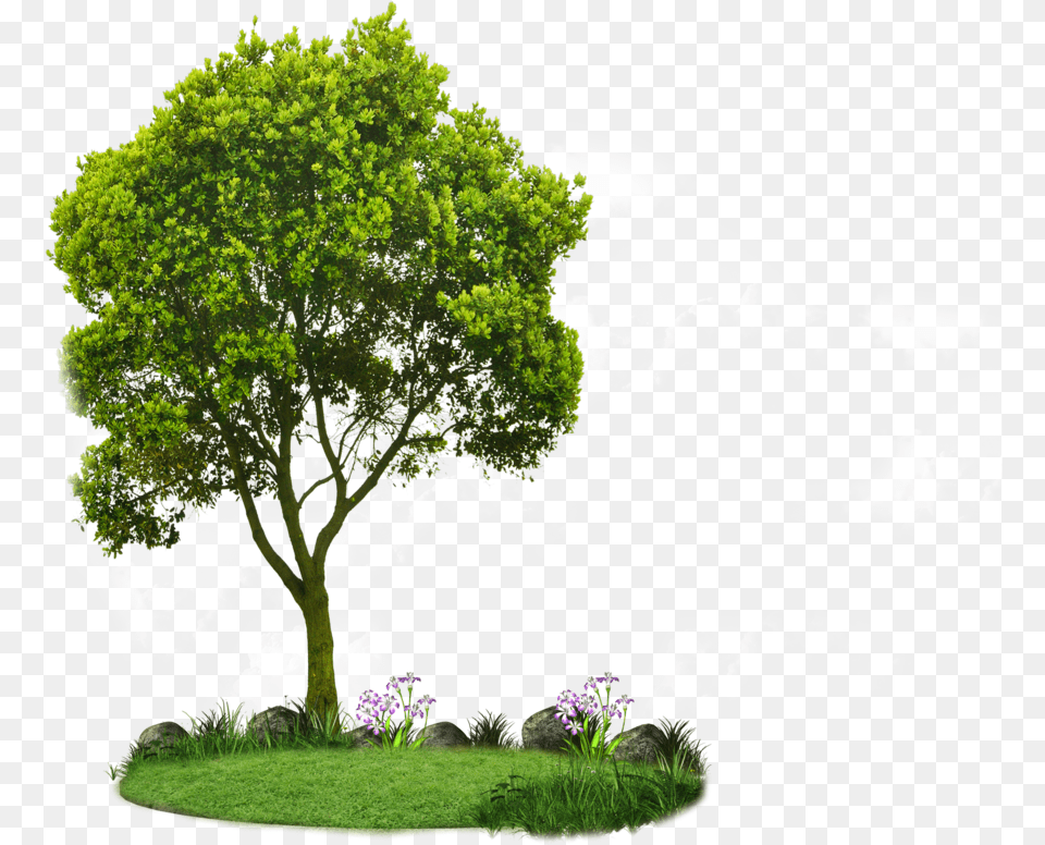 Choosing Small Trees Tree Planting Landscaping Root Tree Hd, Oak, Plant, Sycamore, Tree Trunk Free Transparent Png