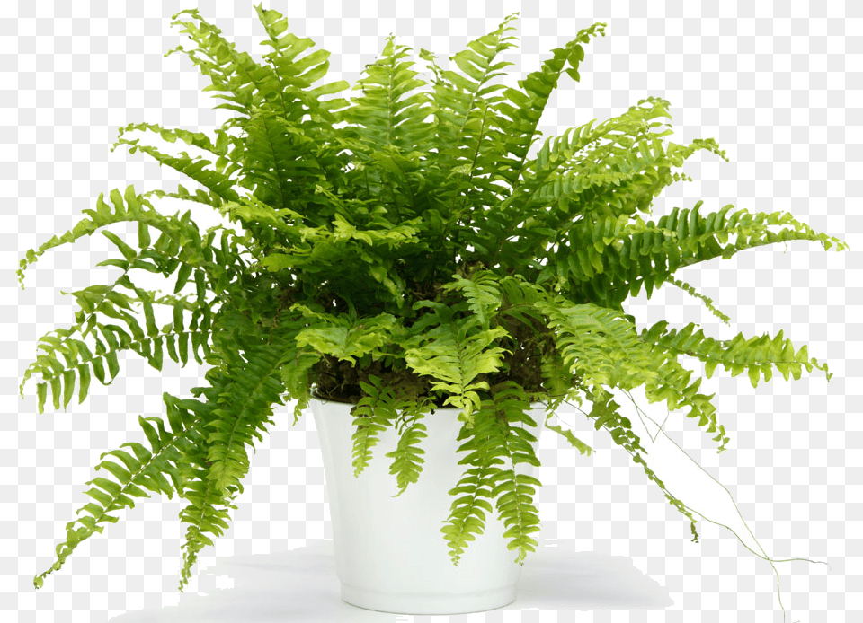 Choosing The Best Plants Fern In White Pot, Plant, Leaf Free Png