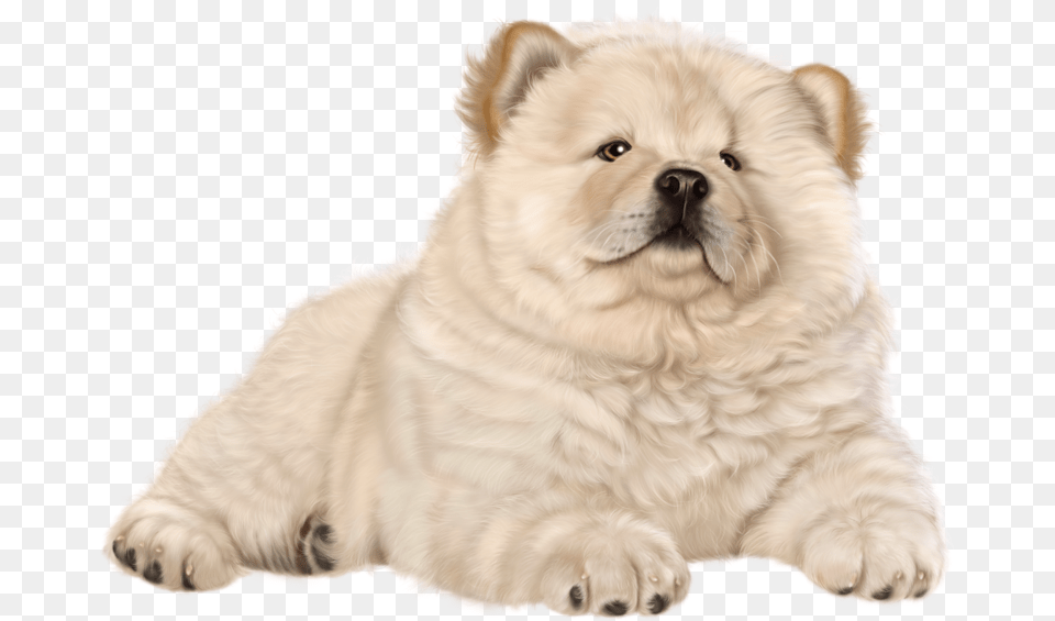Chow Chow, Animal, Canine, Dog, Mammal Png Image