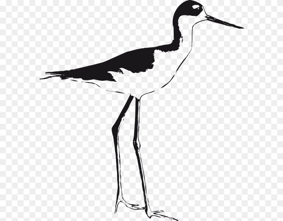 Christian Clip Art Black Winged Stilt Shorebirds, Animal, Bird, Crane Bird, Waterfowl Png