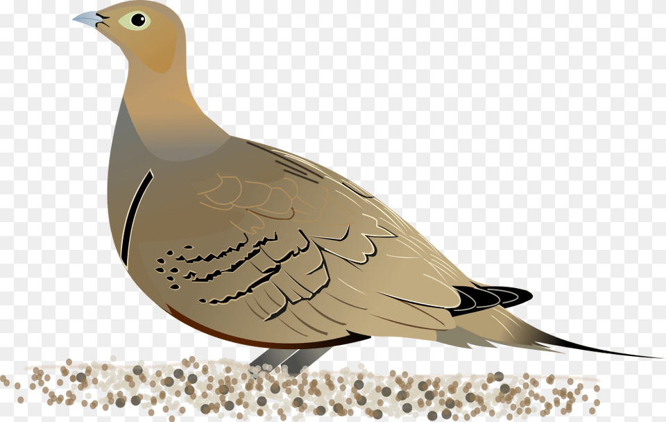 Christian Dove Clipart Sand Grouse Diagram, Animal, Bird, Partridge, Pigeon Free Png