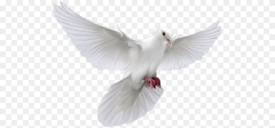 Christian Dove Rachunek Sumienia Dla Narzeczonych W Nauczania, Animal, Bird, Pigeon Free Transparent Png