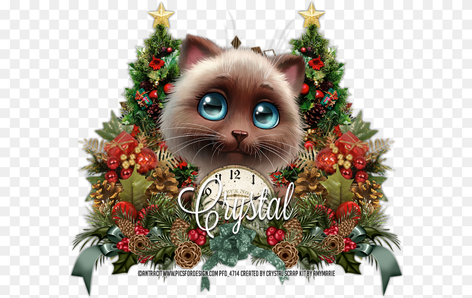 Christmas, Animal, Cat, Mammal, Pet Png Image