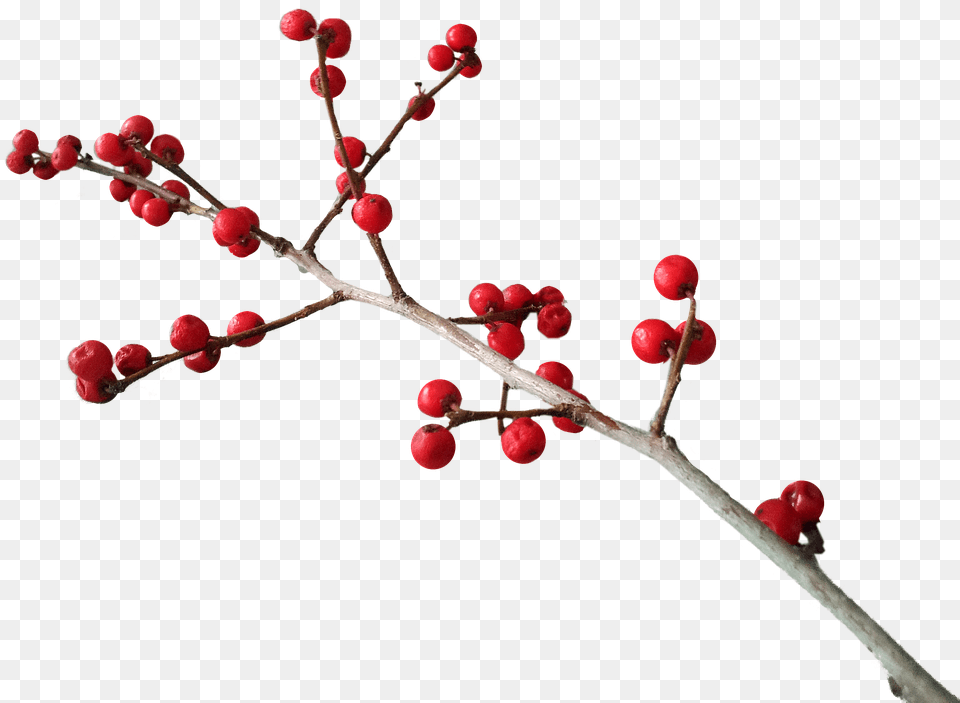 Christmas Bud, Flower, Food, Fruit Free Transparent Png